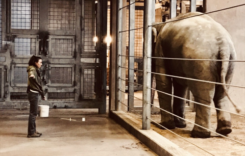 Sarah working with an elephant as a zookeeper