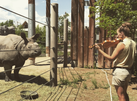 Sarah playing violin for a rhino at the zoo