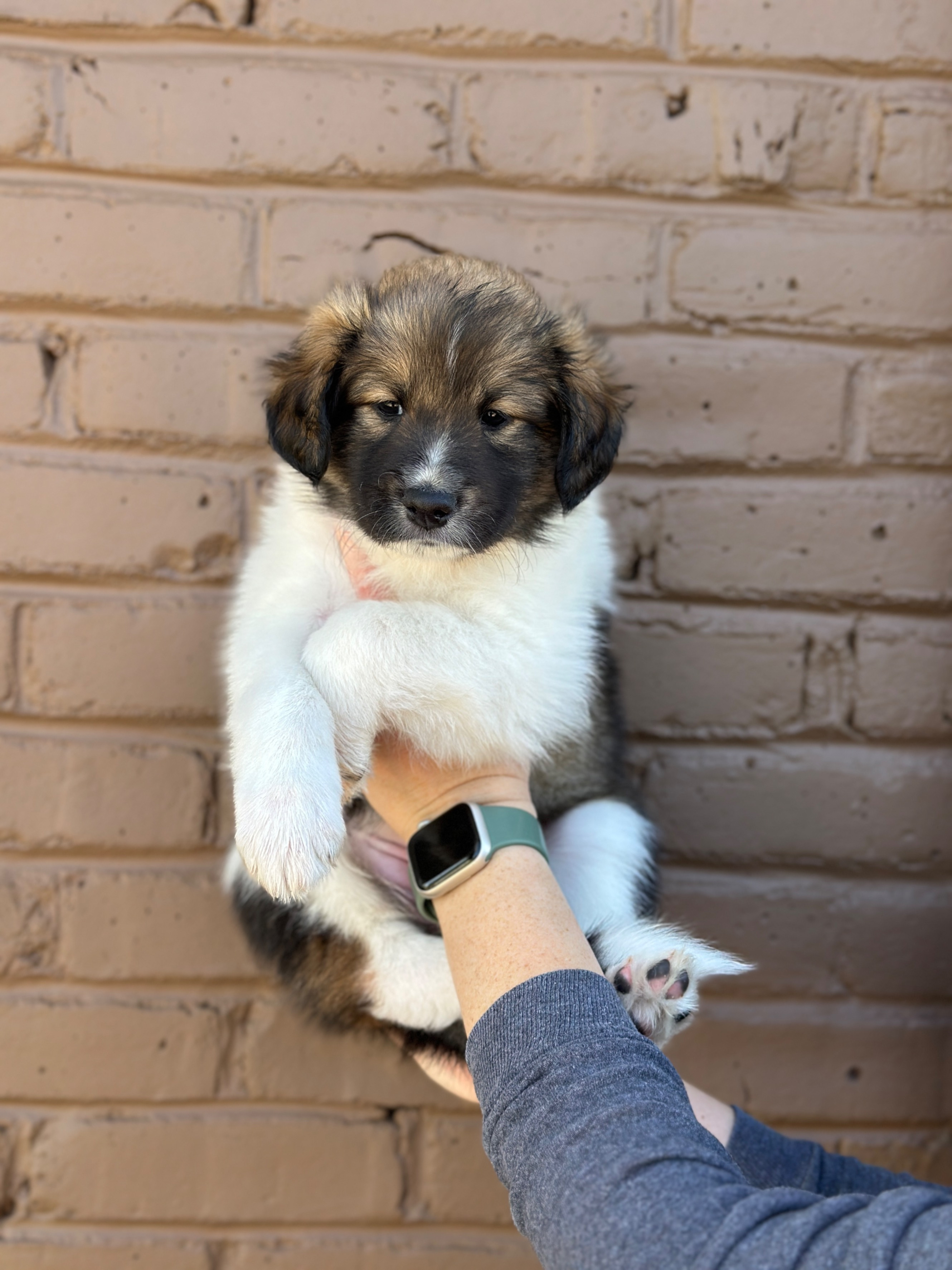 Banjo as a puppy