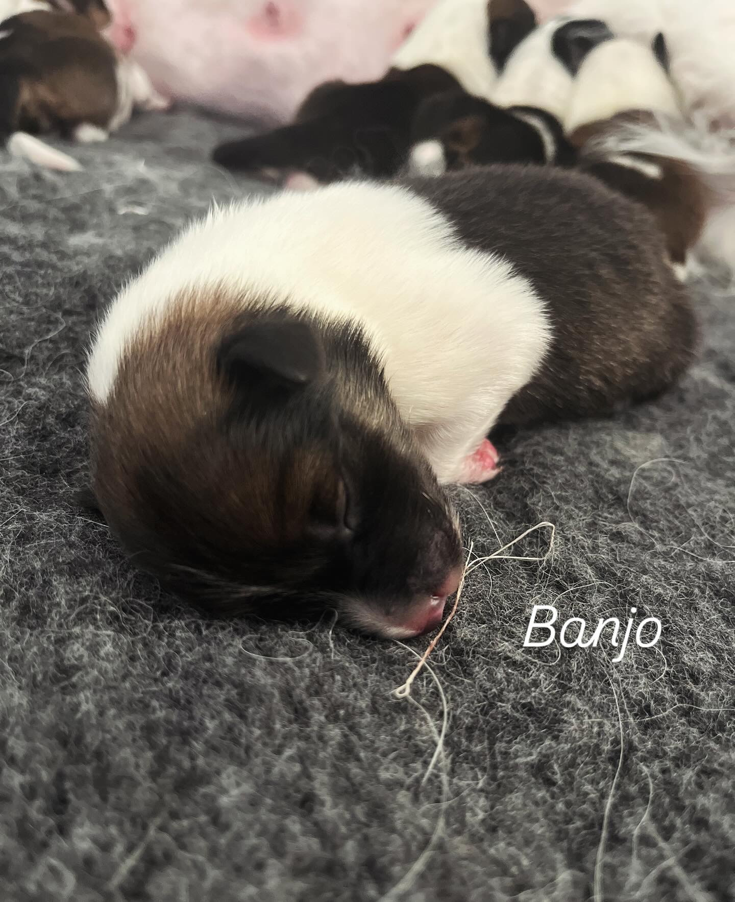 Banjo as a newborn