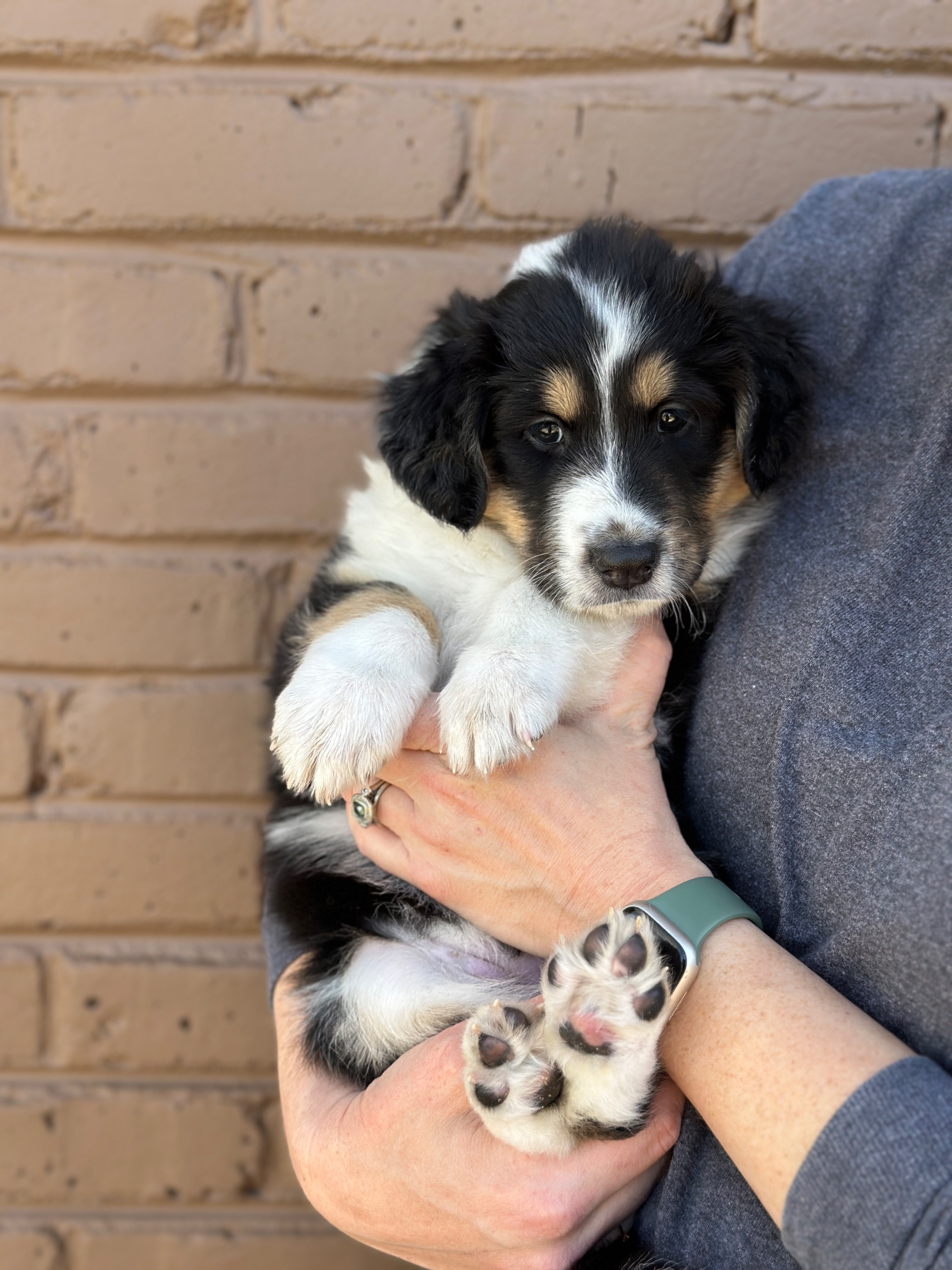 Clementine as a puppy