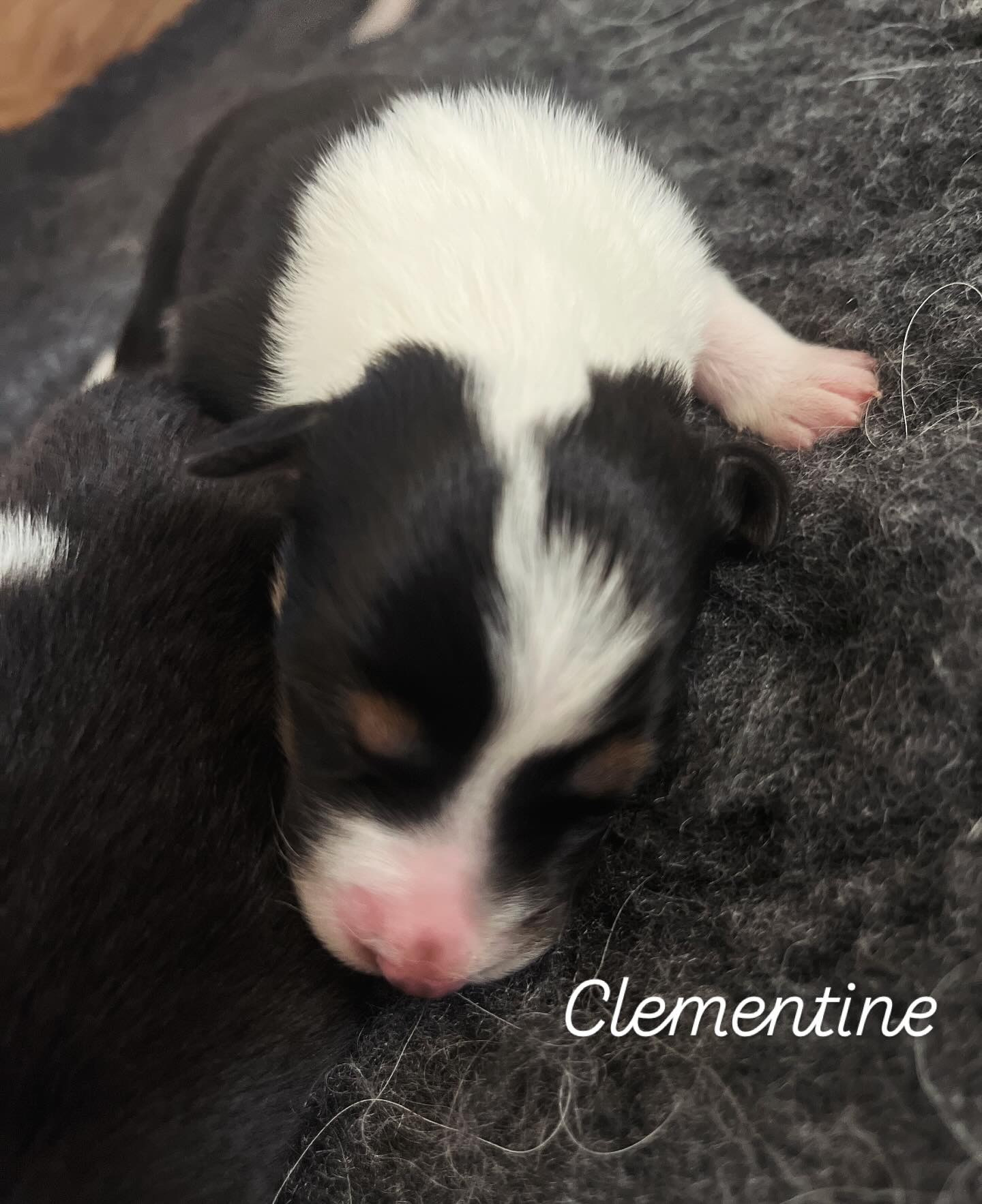 Clementine as a newborn