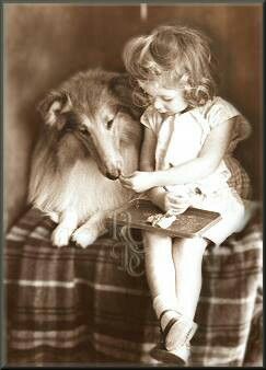 Scottish Collie