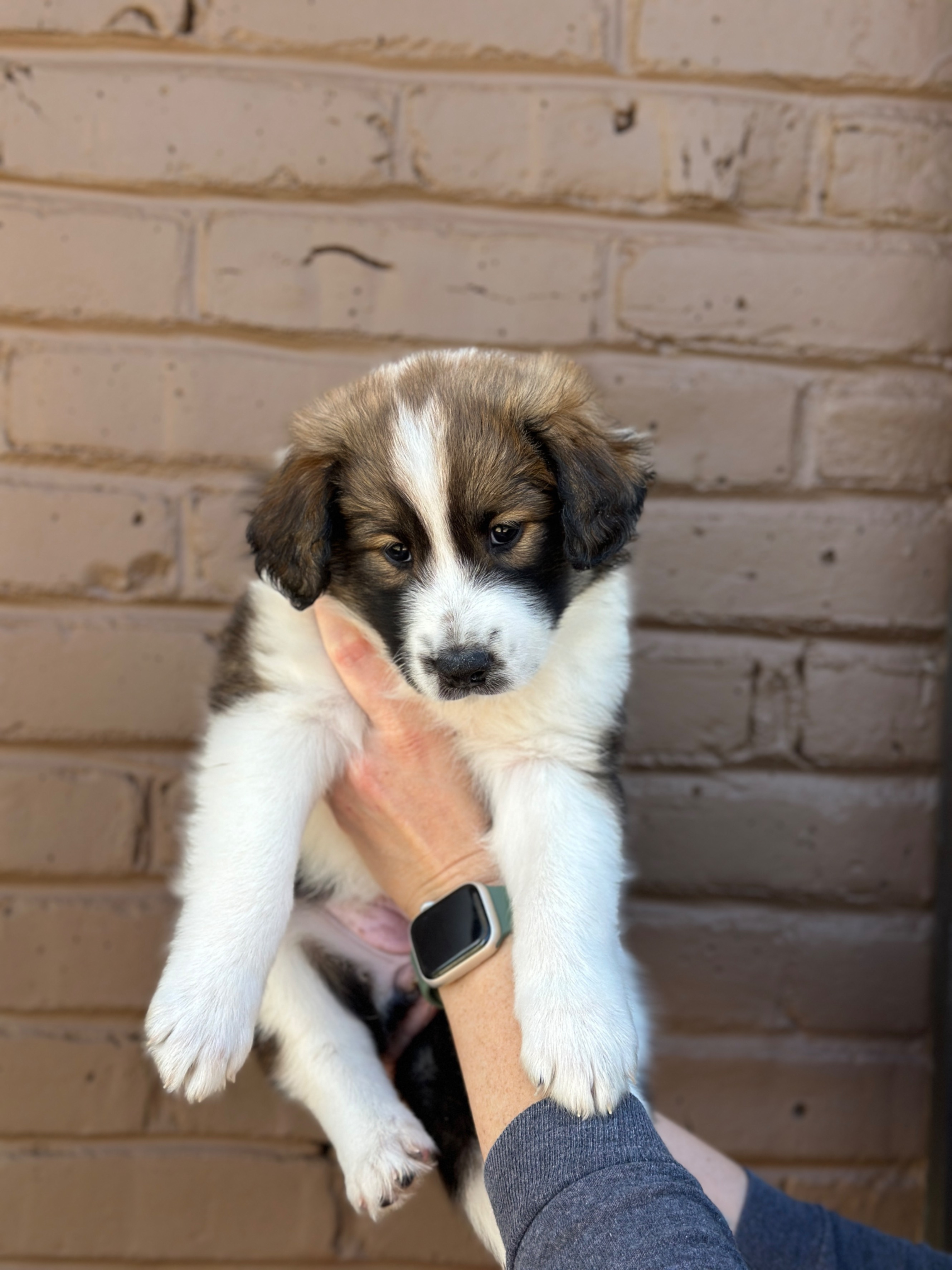 An Old-Time Scotch Collie puppy