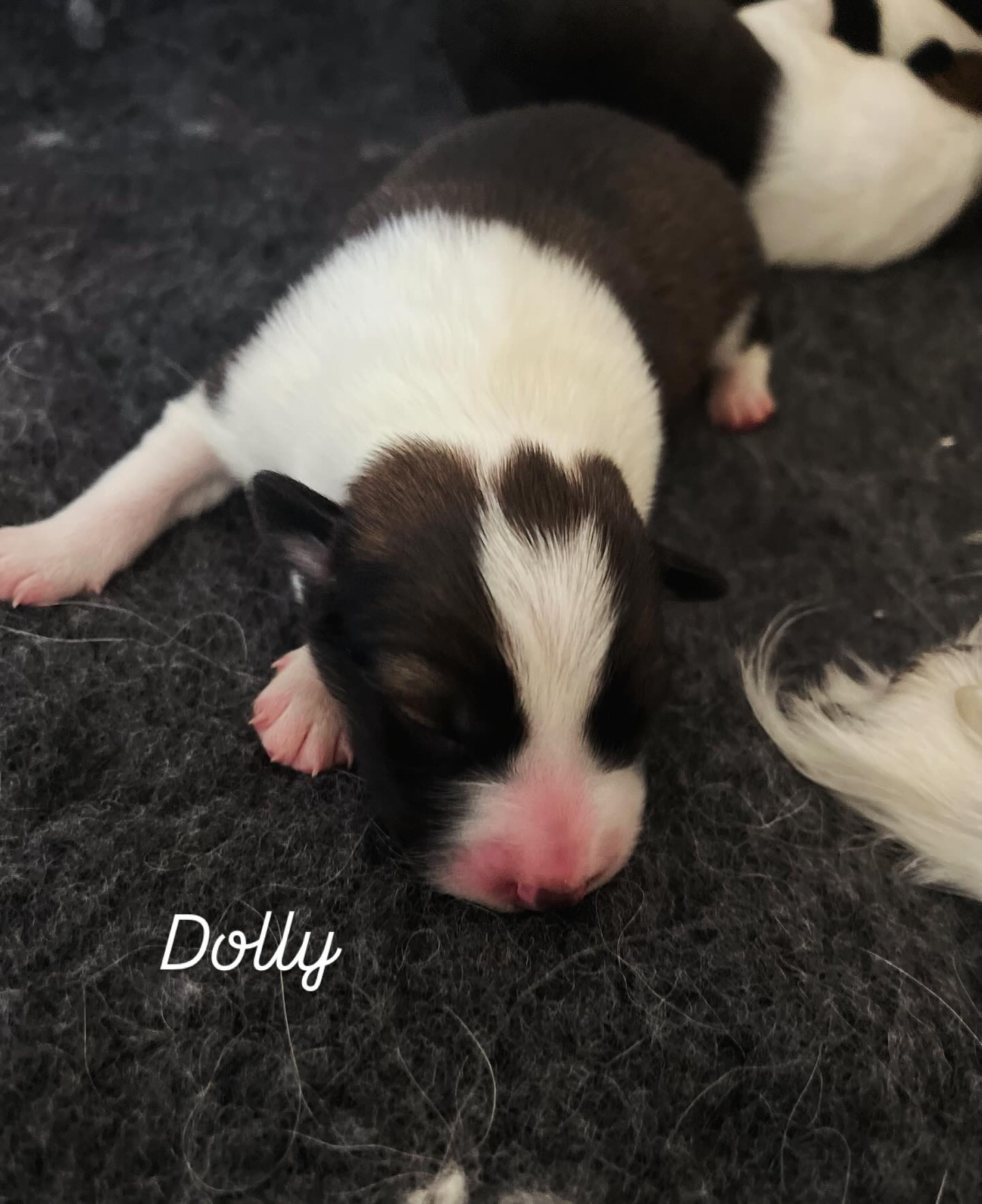 Dolly as a newborn
