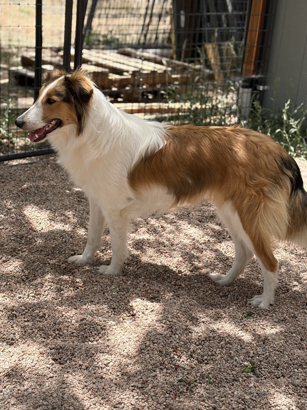 Firefly, an old-fashioned collie at Bonnie Brae