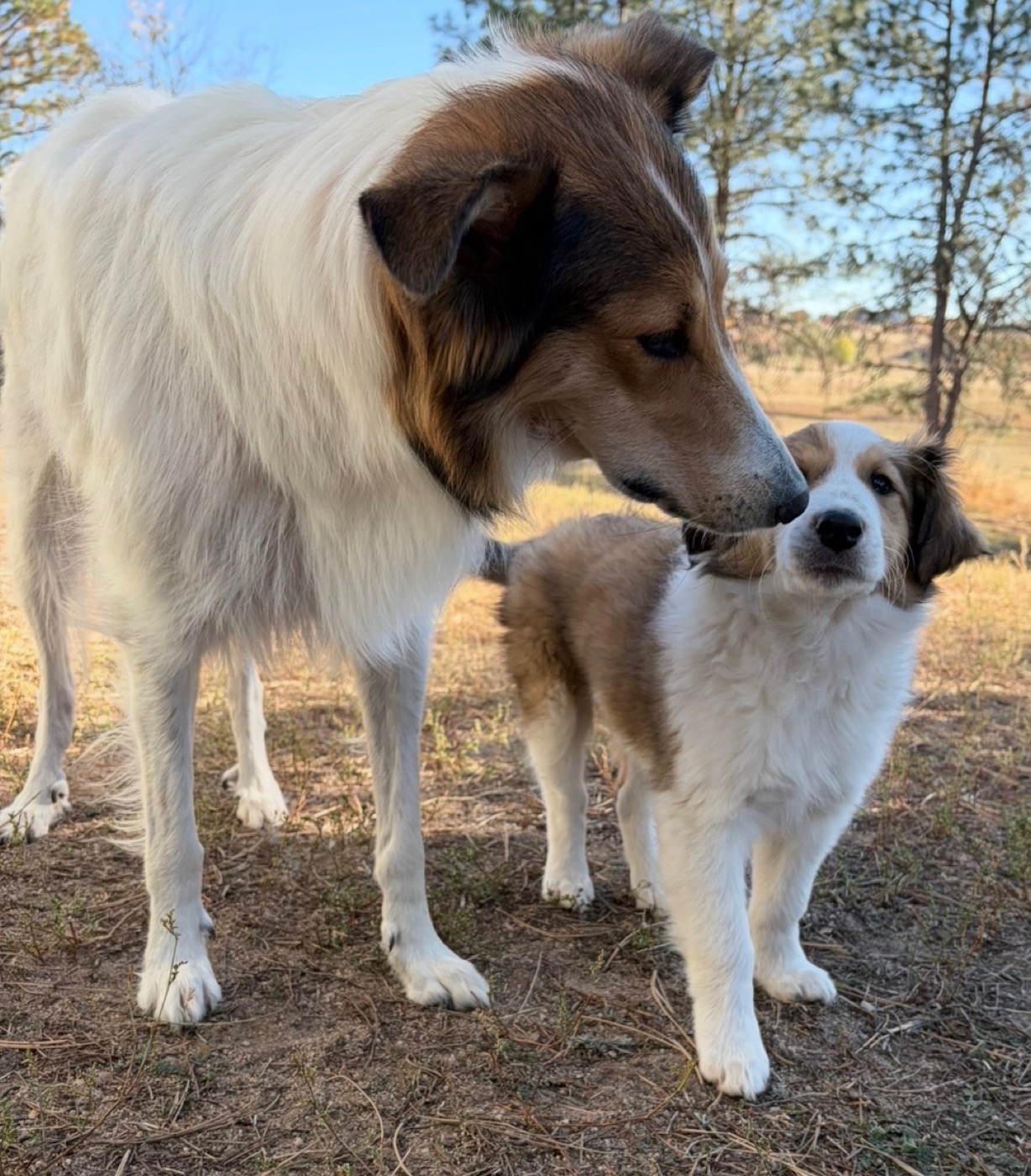 Firefly as a puppy at Bonnie Brae