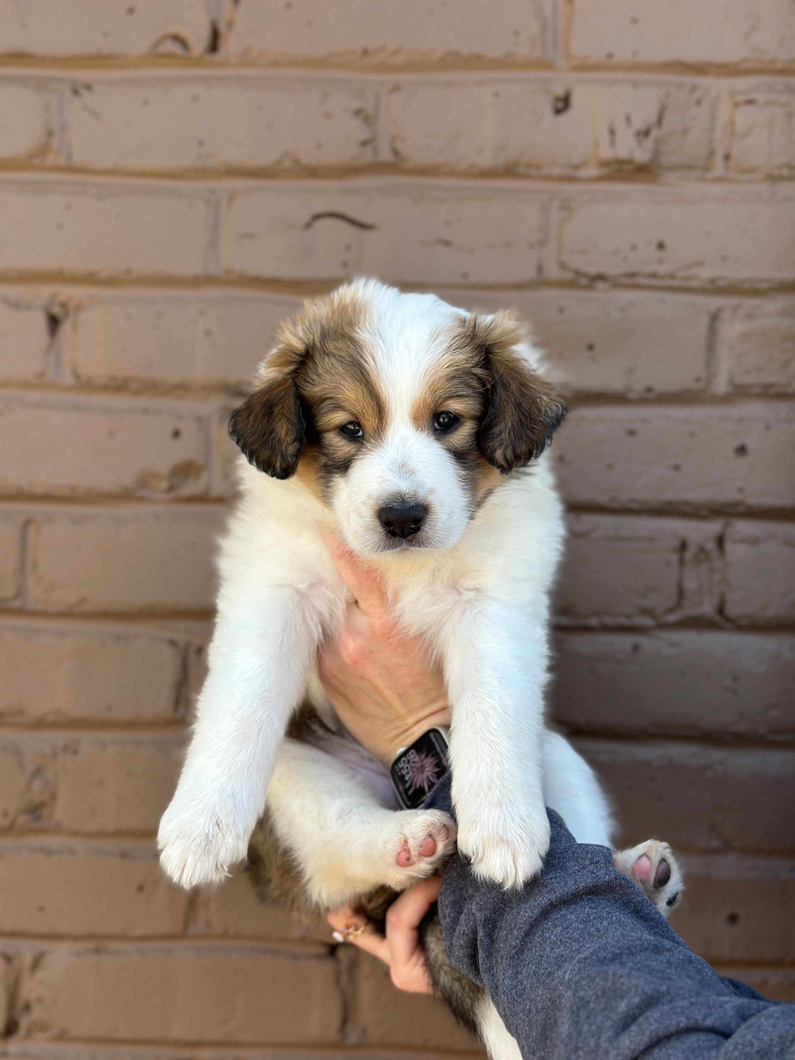 Firefly as a puppy