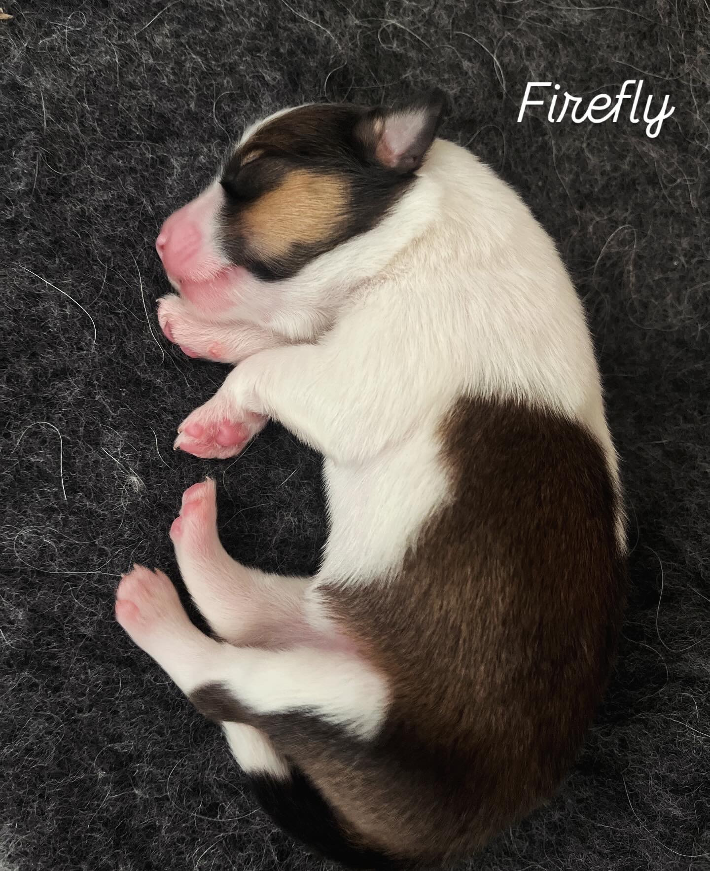 Firefly as a newborn
