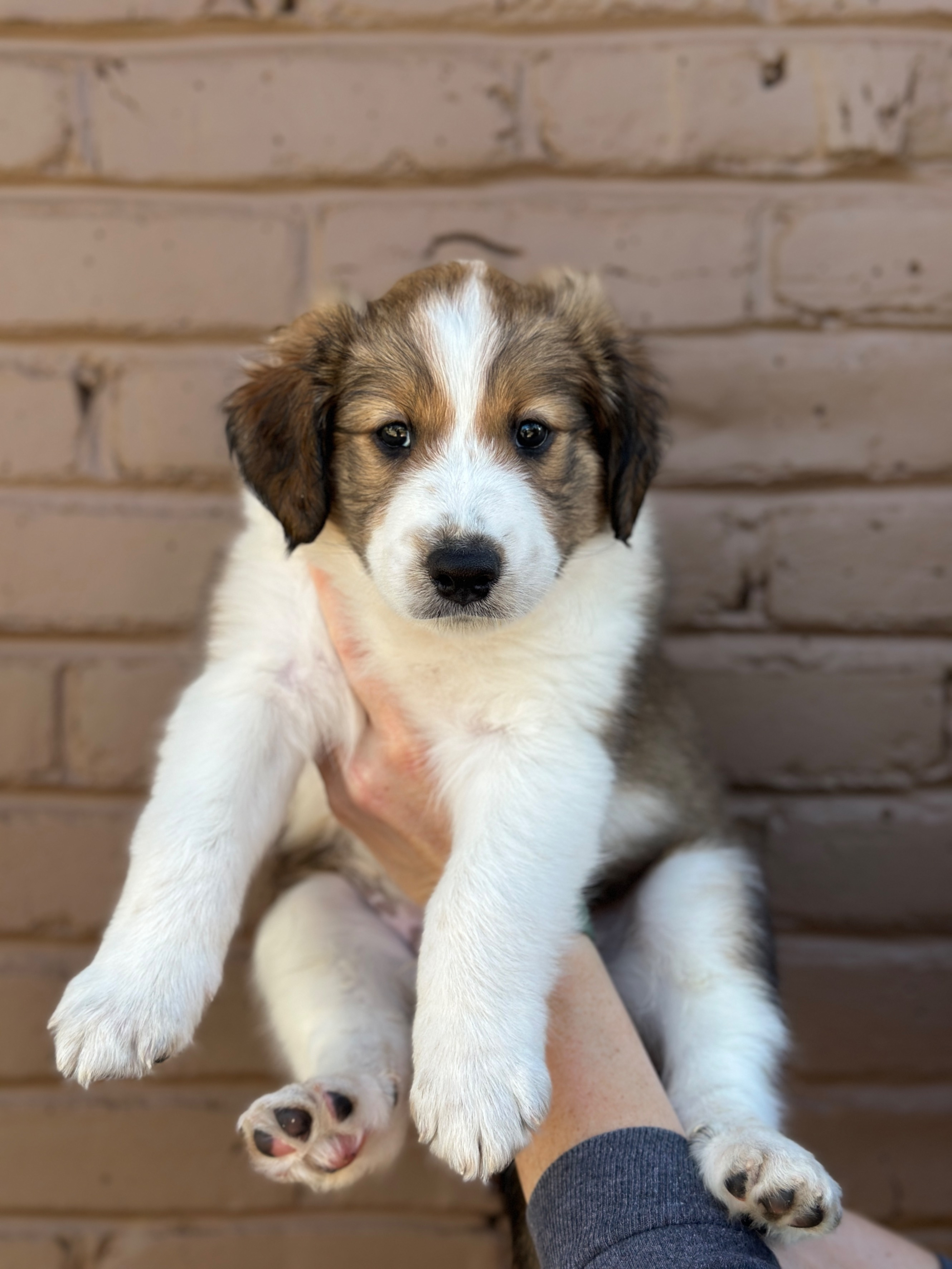 Holler as a puppy
