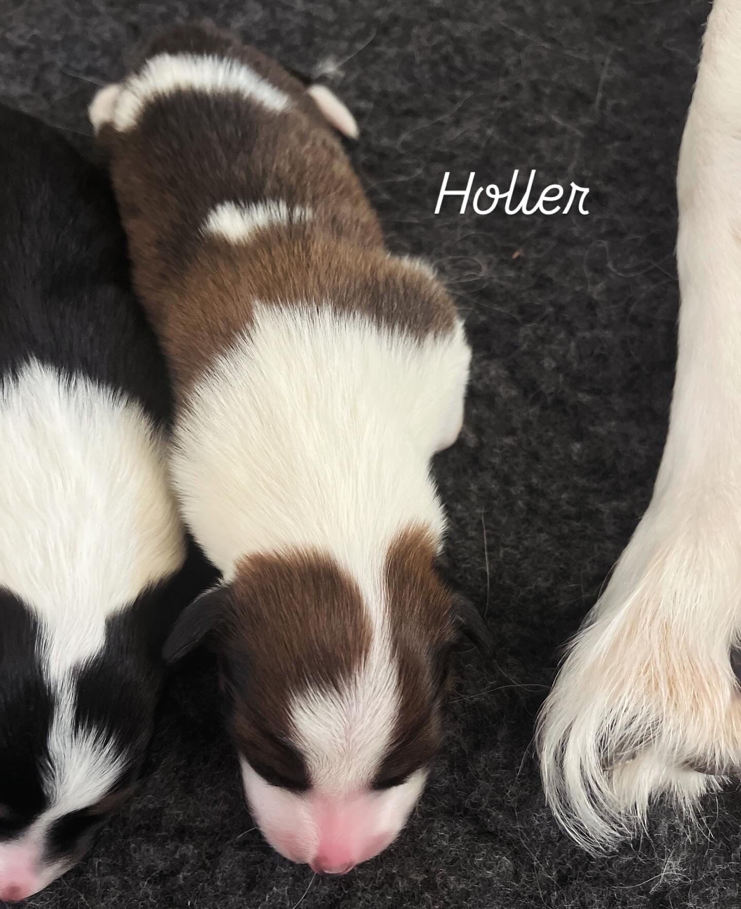 Holler as a newborn