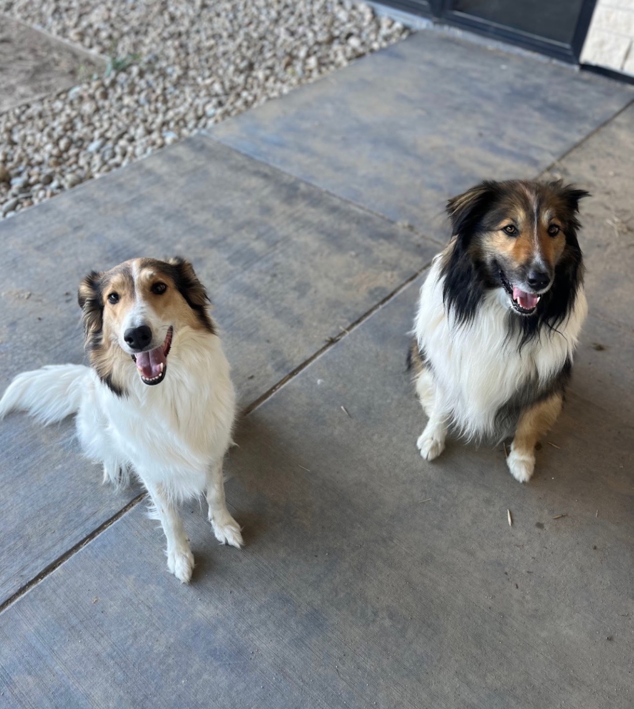 Mac, an old-fashioned collie at Bonnie Brae