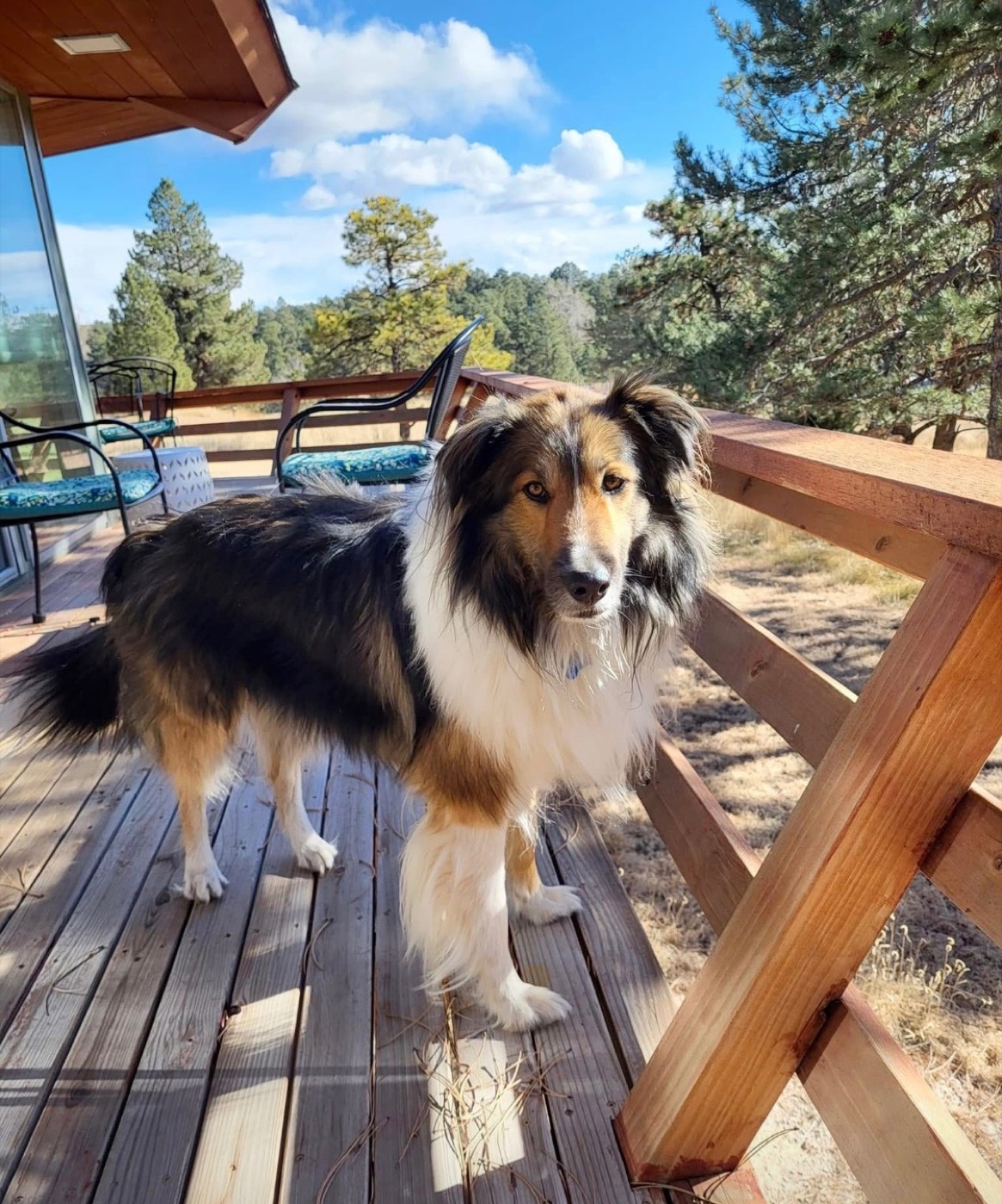 Mac, an old-fashioned collie on the deck at Bonnie Brae