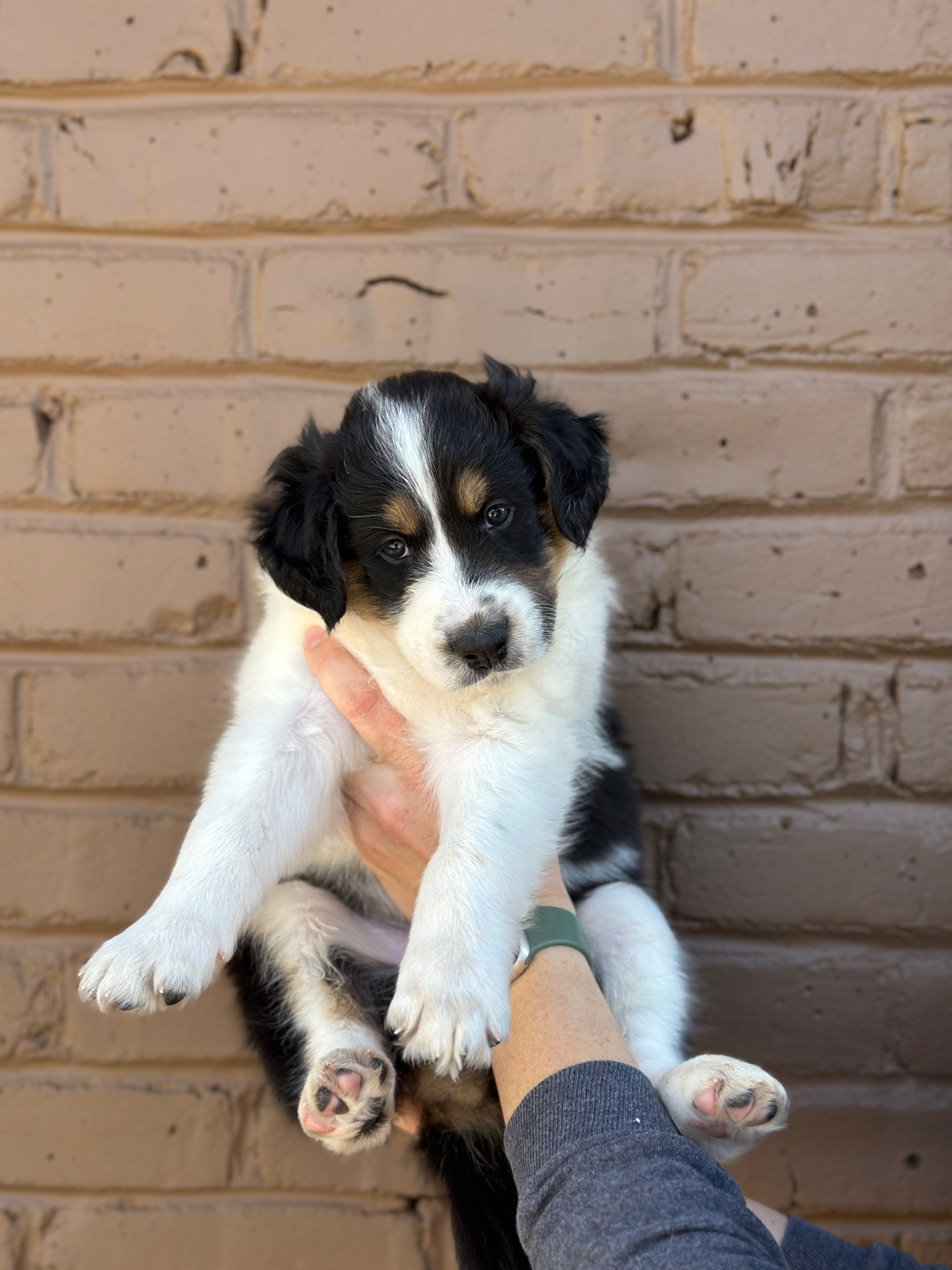 Moonshine as a puppy