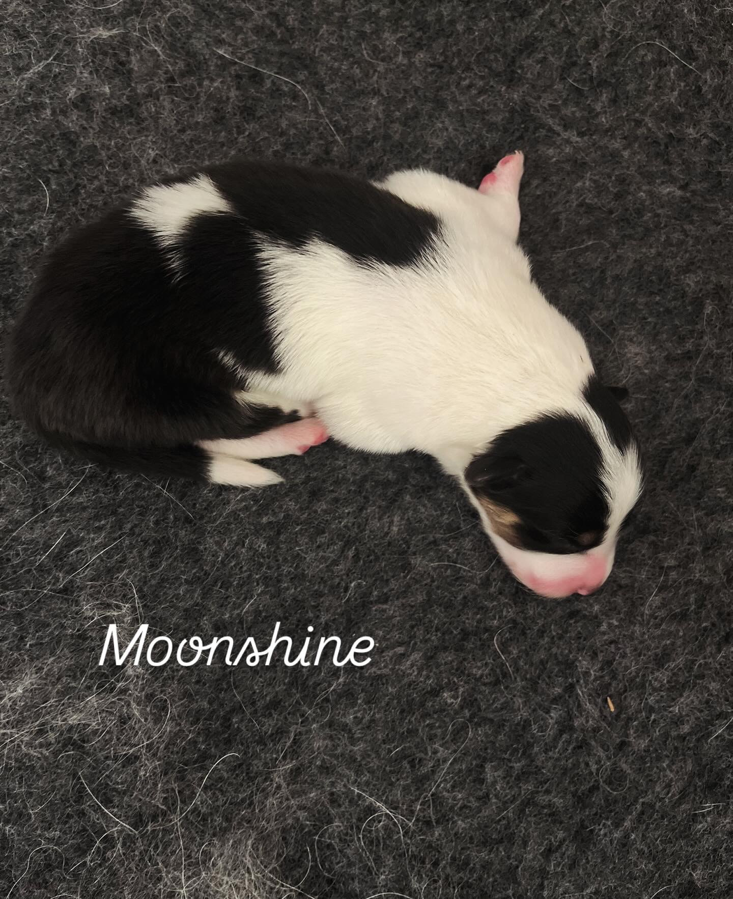 Moonshine as a newborn