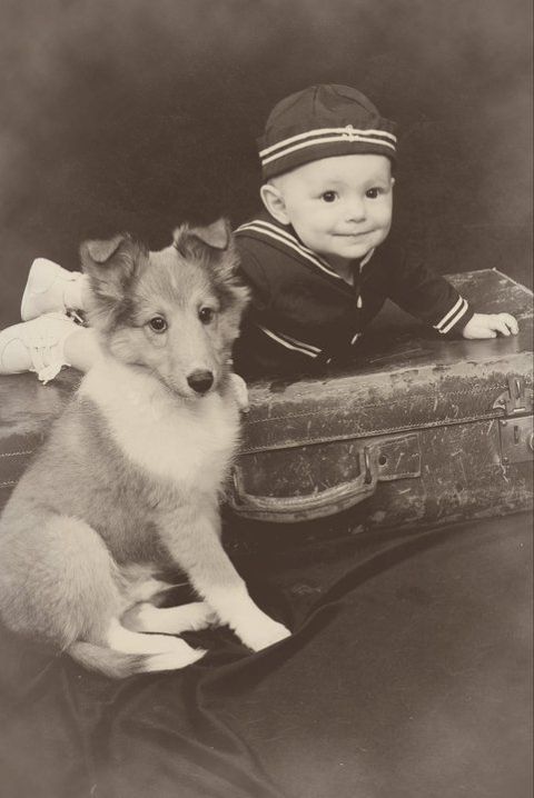 Bonnie Brae Collie puppies