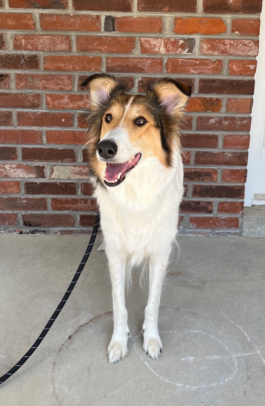 Road, an old-fashioned collie at Bonnie Brae
