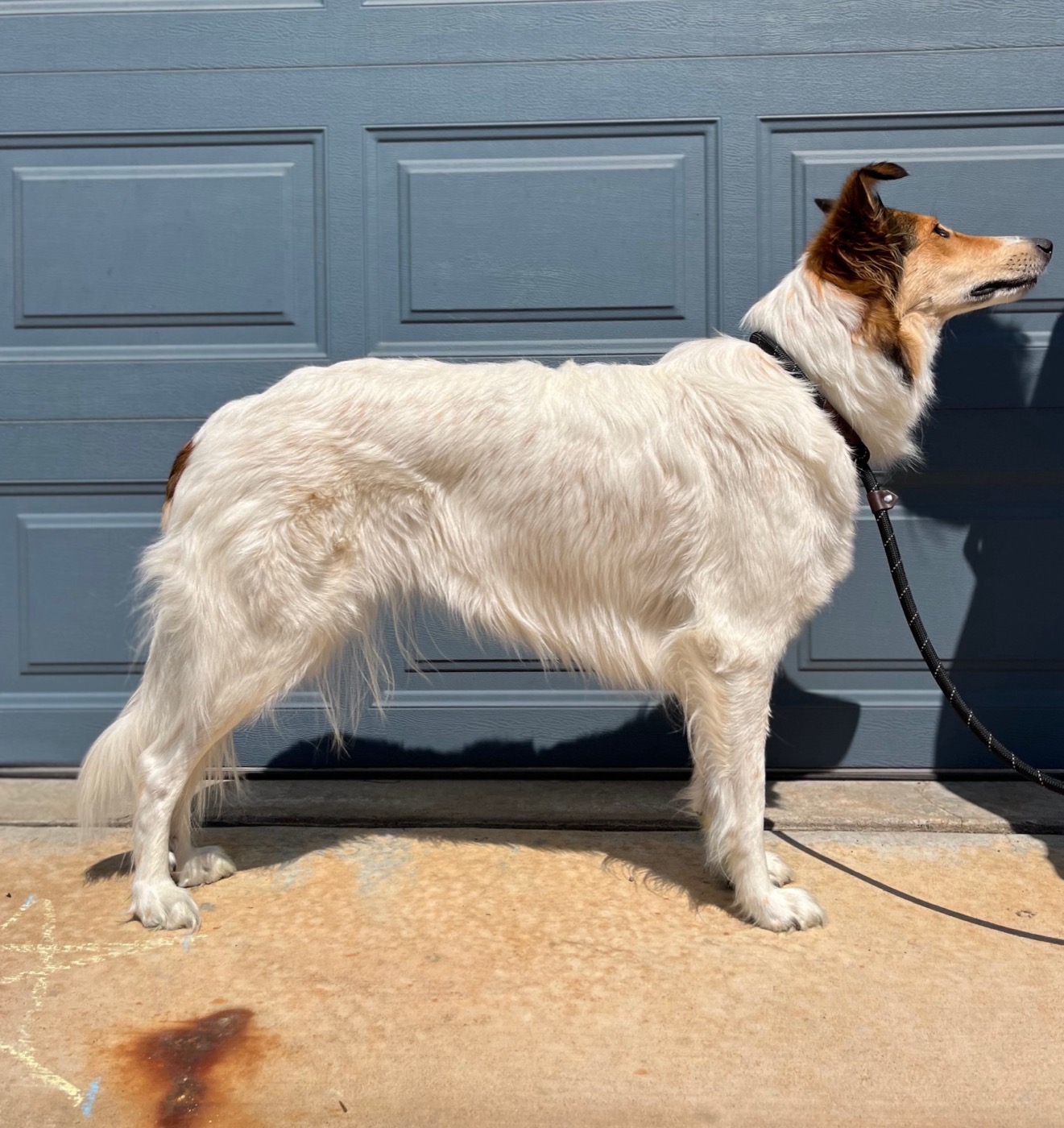 Road, an old-fashioned collie at Bonnie Brae