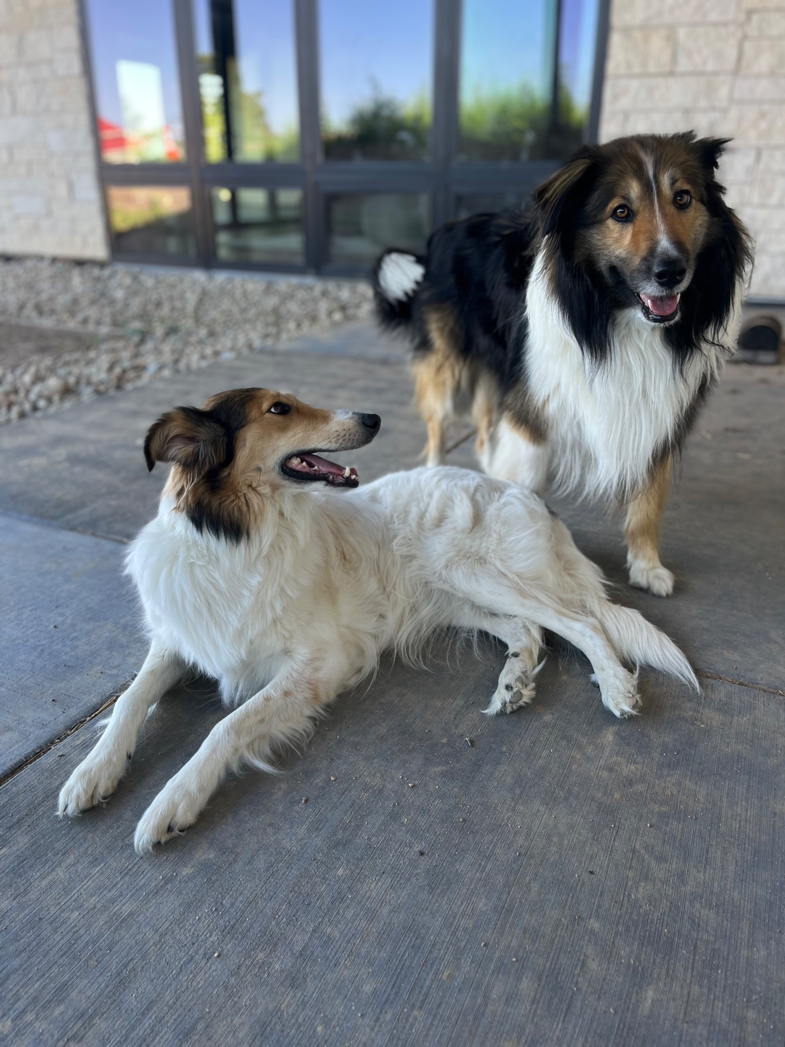Road and Mac, our foundation collies