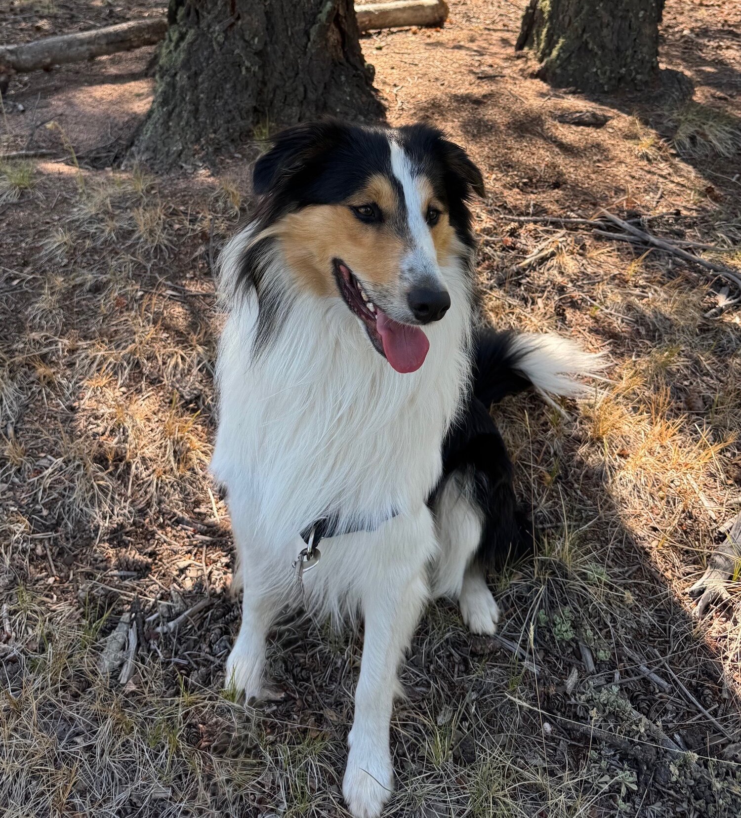 Rocky grown up