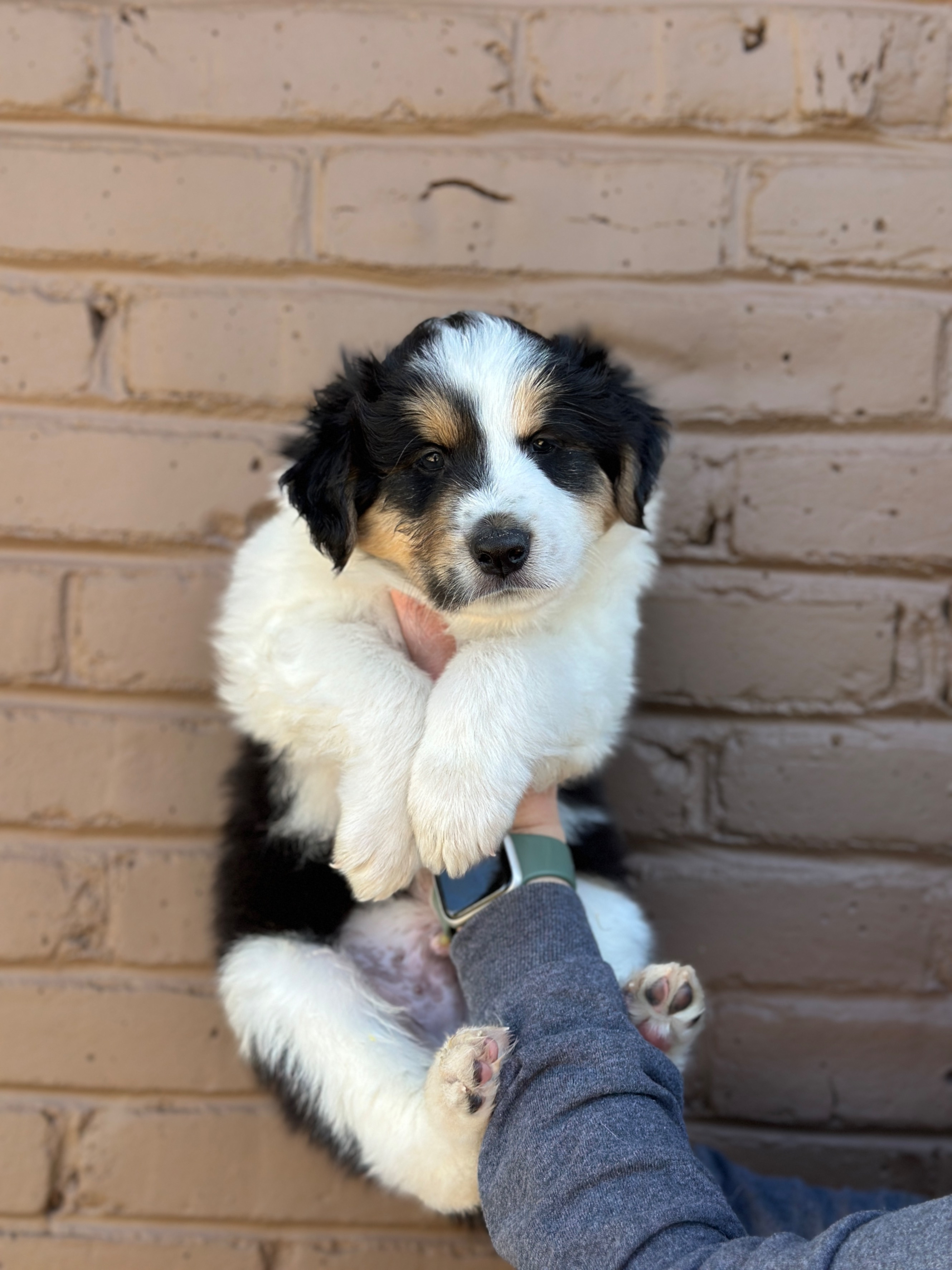 Rocky as a puppy