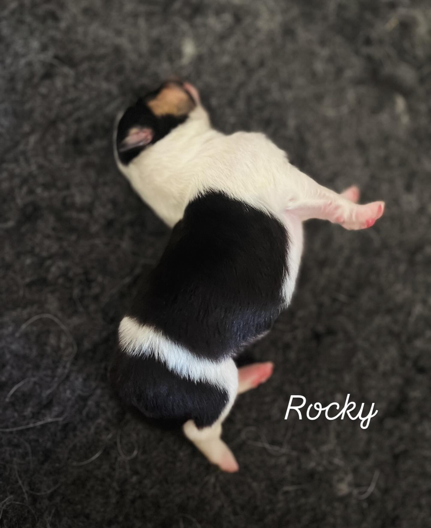 Rocky as a newborn