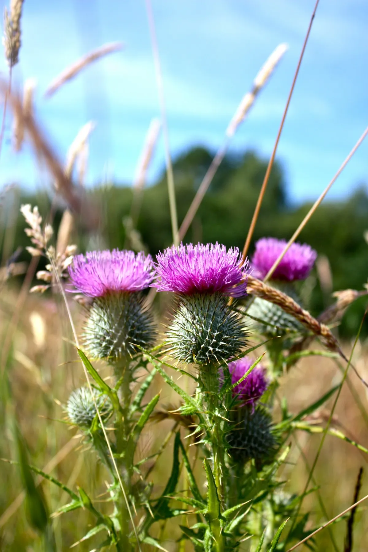 Scottish thistle in a summer field